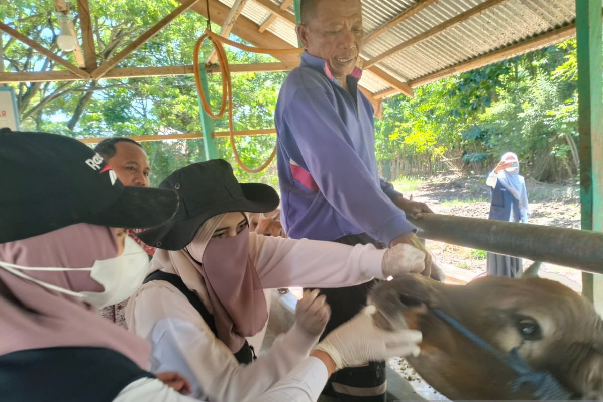 Disnakkeswan Gorontalo Utara periksa hewan kurban di lapak penjualan