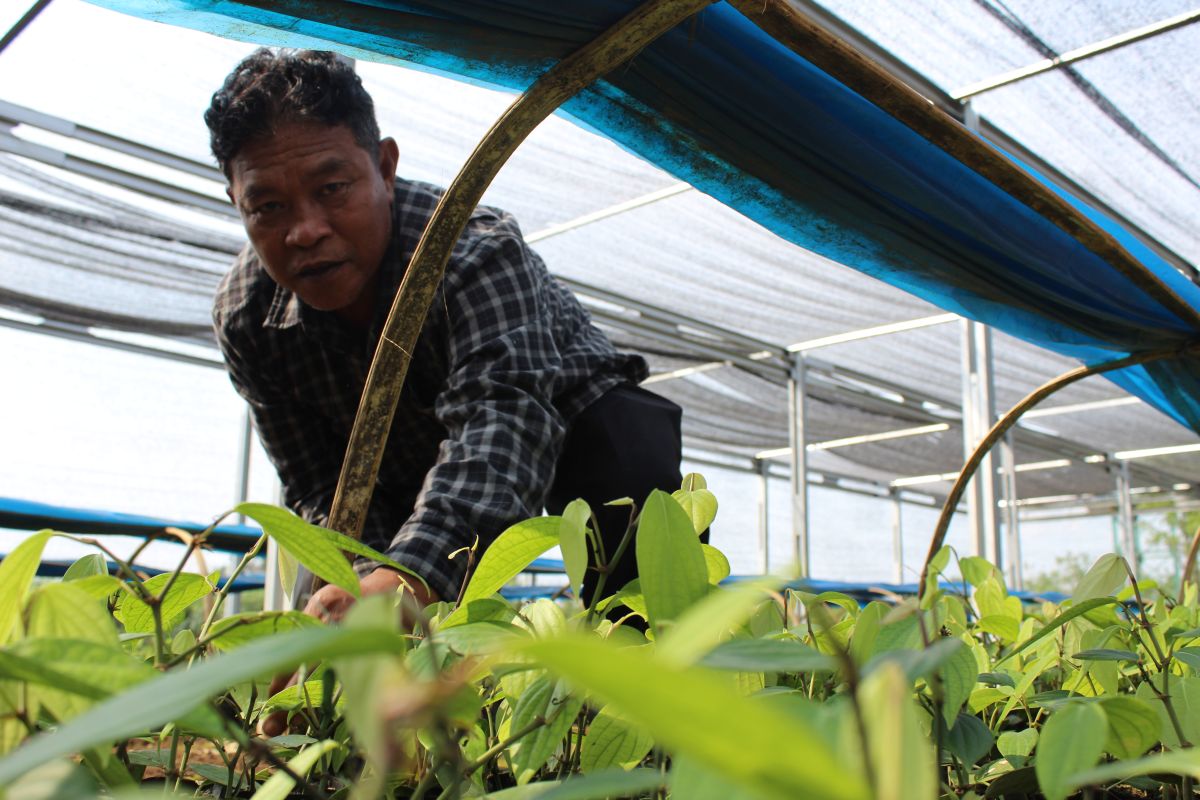 Wagub Lampung: Intensifikasi tanaman lada terus dilakukan