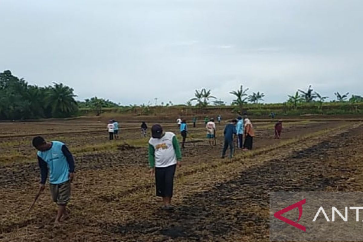 Mukomuko Bengkulu sediakan lahan lima hektare guna kembangkan jagung