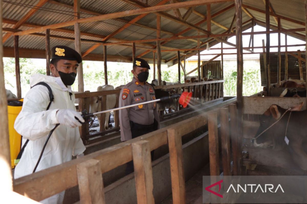 Satgas PMK Meranti semprotkan disinfektan terhadap puluhan ternak