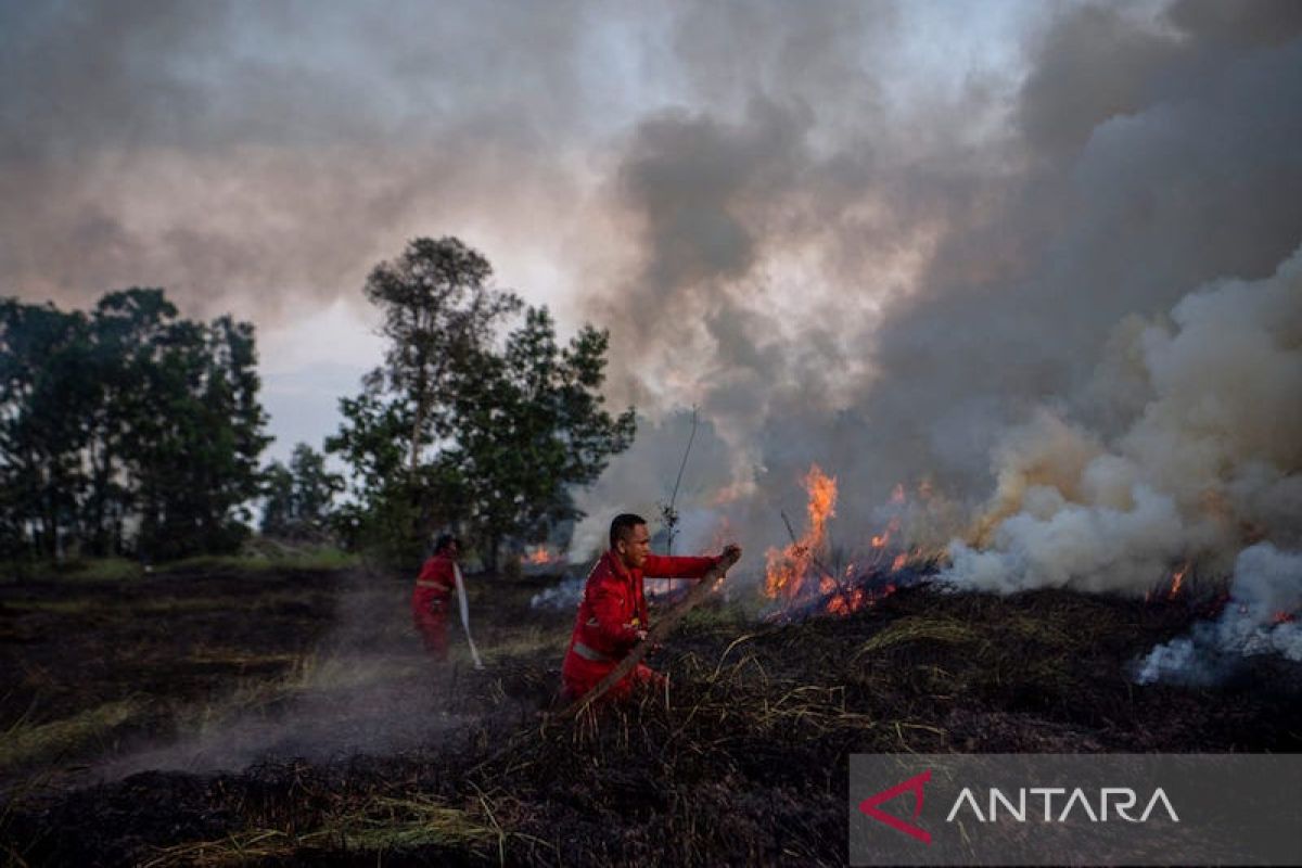 Penelitian: Nilai kerugian kebakaran gambut Rp269 juta per hektare