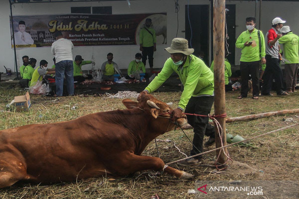 Hewan kurban Idul Adha di Aceh capai 69.581 ekor
