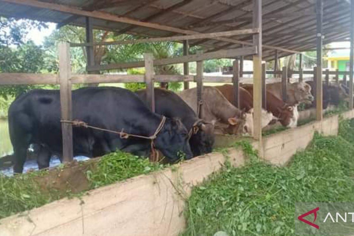 Satgas PMK Makassar: Ratusan ekor sapi dan kambing tidak layak kurban