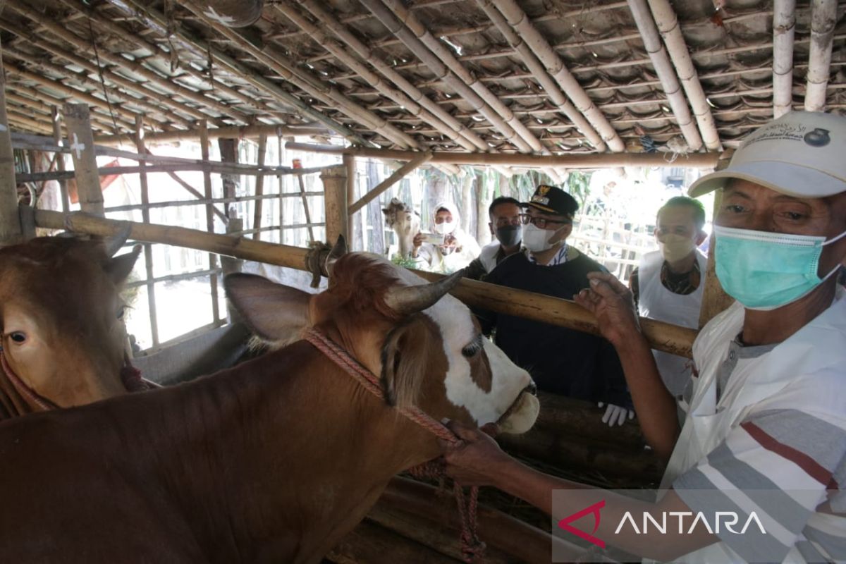 Plt. Bupati Probolinggo optimistis wabah PMK bisa ditangani