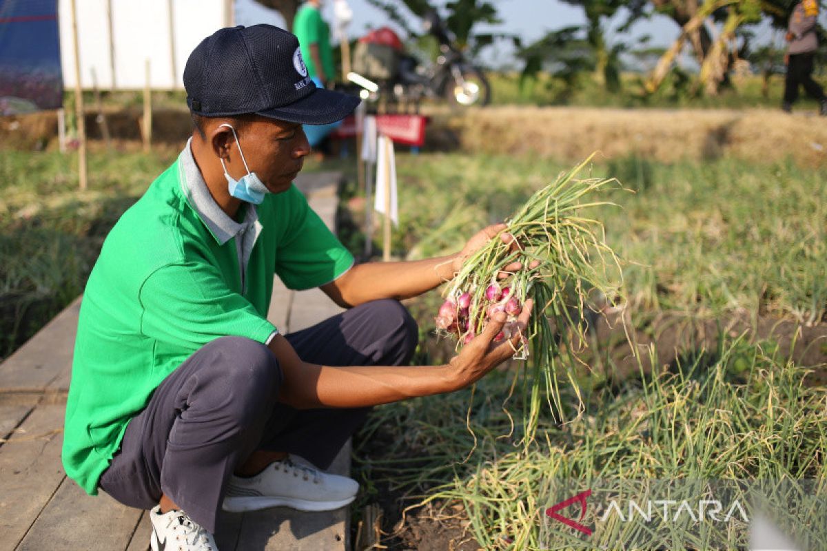 Harga bawang merah di Solo Jateng tembus Rp70 ribu/kg