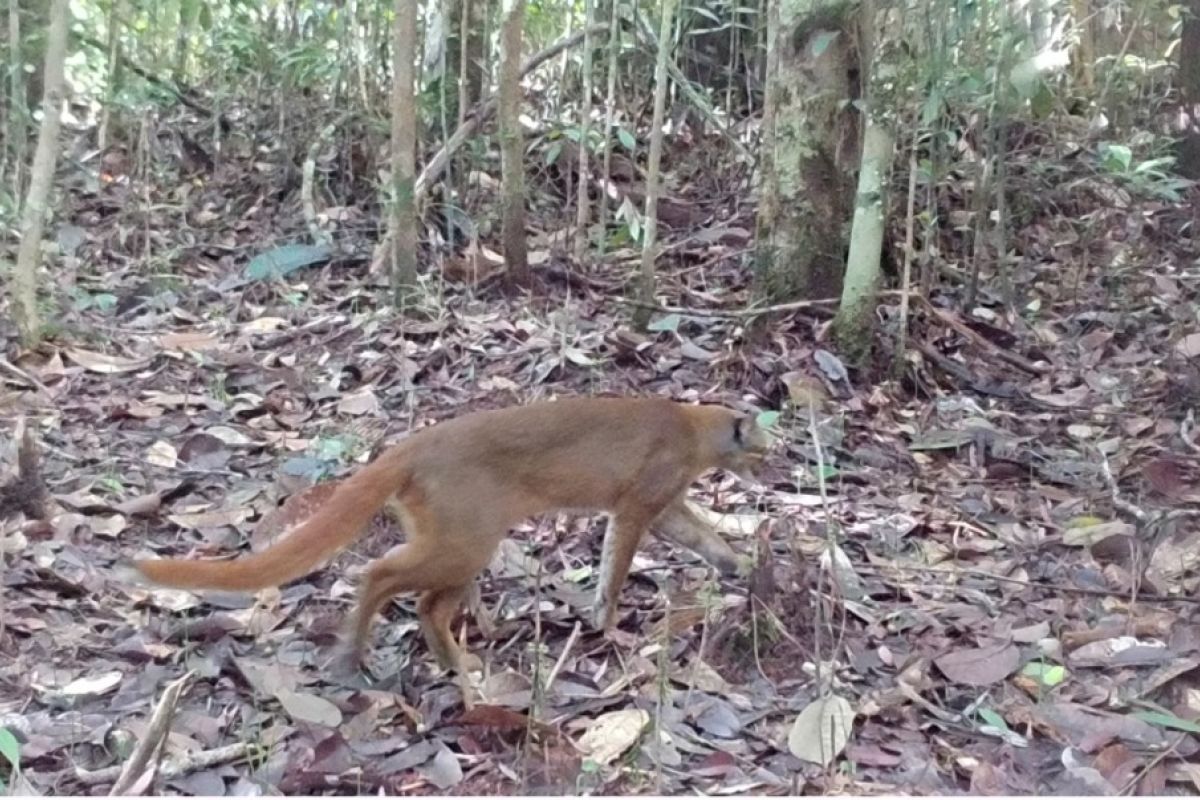 BKSDA: Berkurangnya habitat ancam kehidupan kucing liar Kalimantan