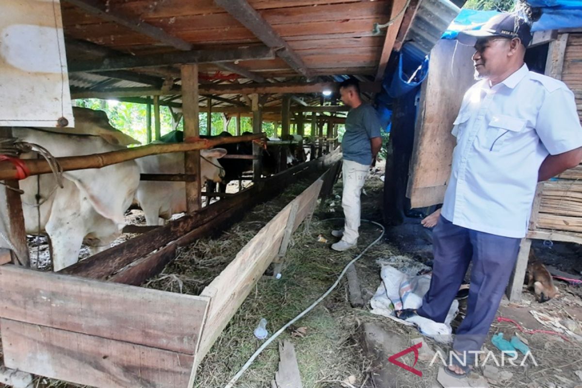 Untung hingga puluhan juta, BUMDes di Pariaman kembangkan penggemukan sapi