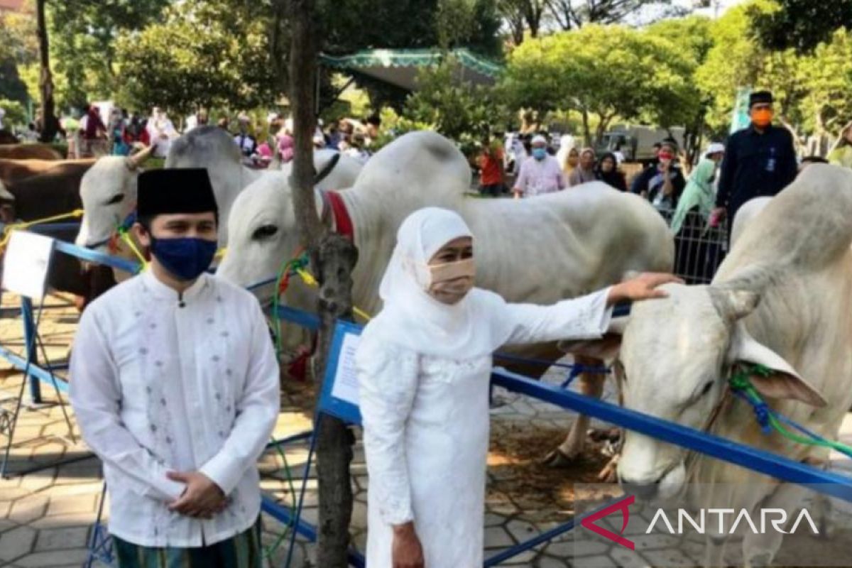 Sapi kurban Khofifah-Emil Dardak dibeli dari peternak Bojonegoro