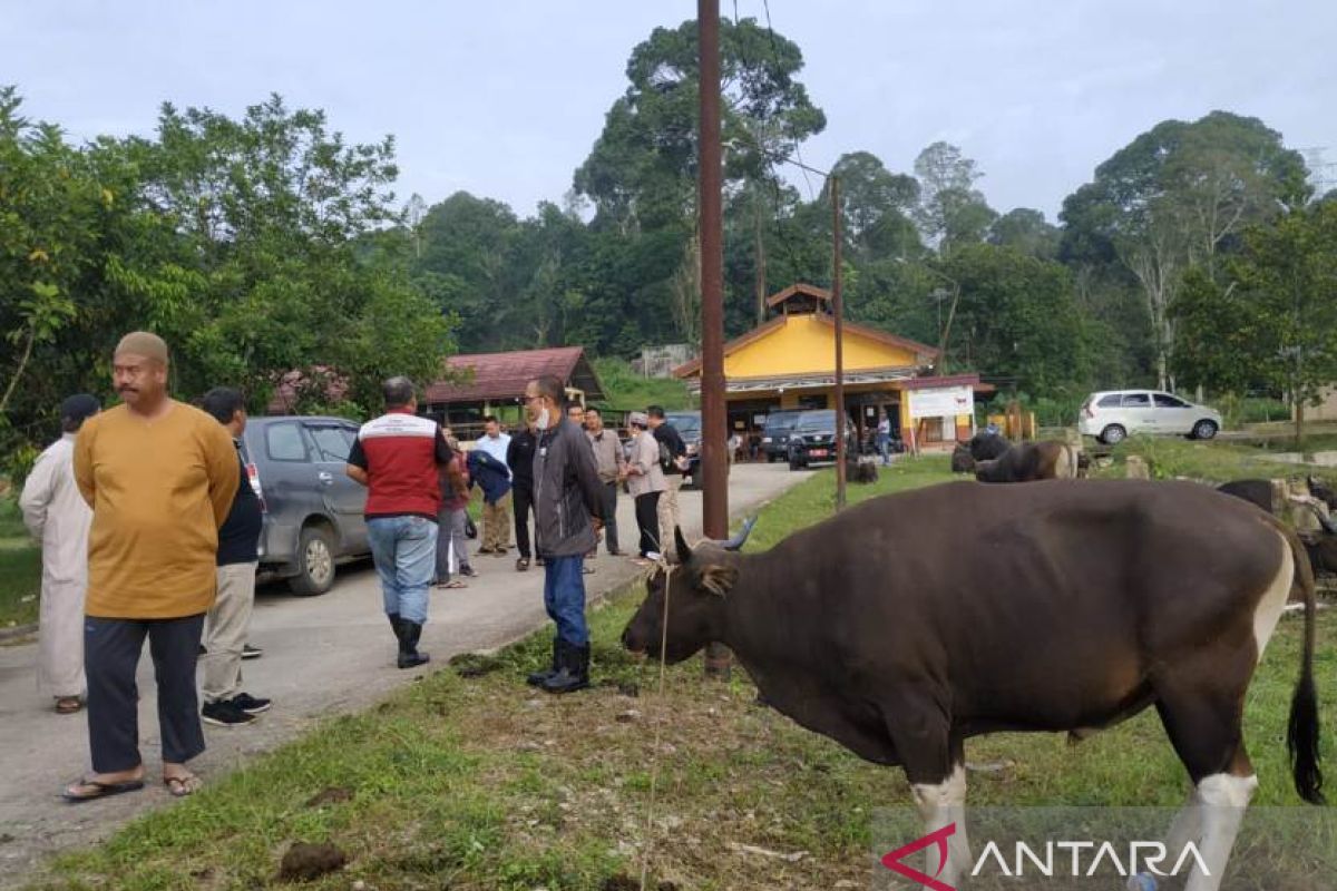 Edi Damansyah:Hewan kurban di Kukar dipastikan aman dari PMK