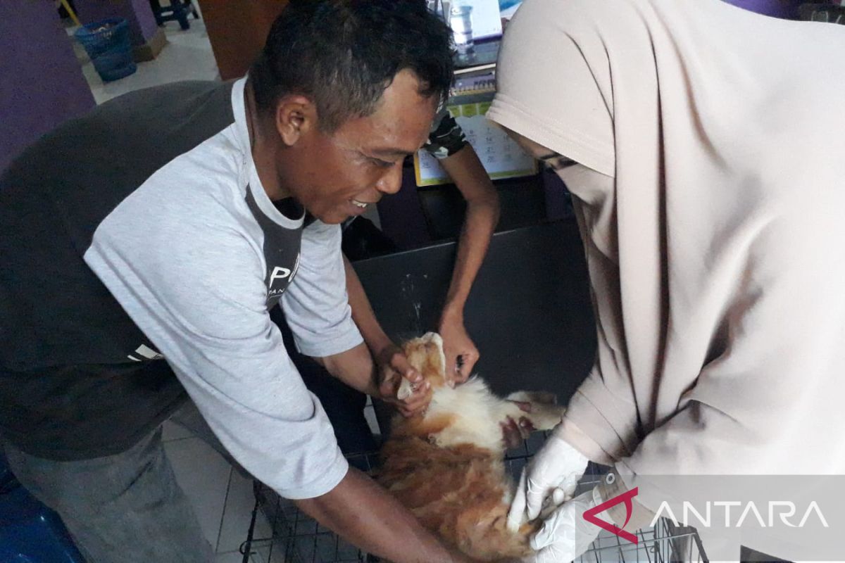 Kasus gigitan rabies di Gorontalo Utara tinggi