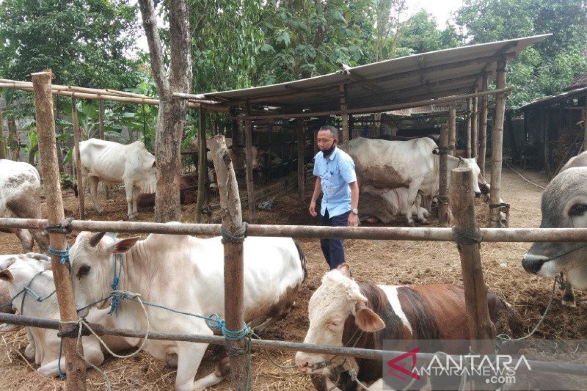 Stok ternak di Bantul cukupi kebutuhan hewan kurban