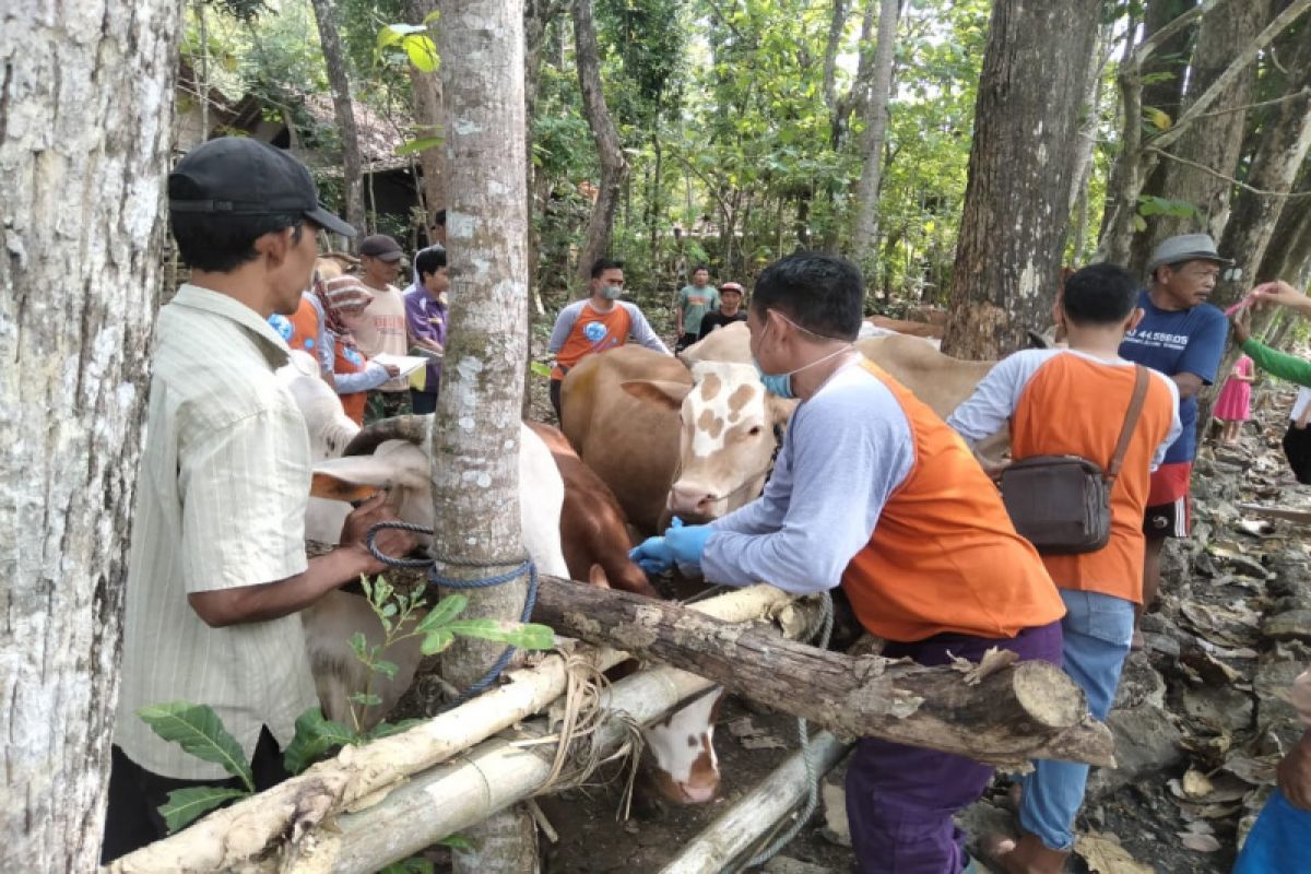 Gunung Kidul catat ada 482 lokasi penyembelihan hewan kurban