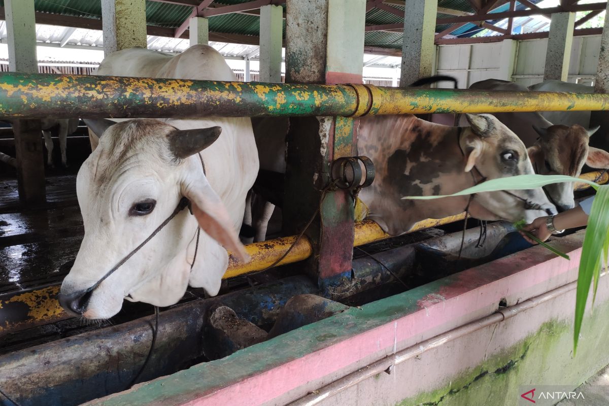 Jumlah hewan kurban di Kabupaten Bogor capai 17.450 ekor
