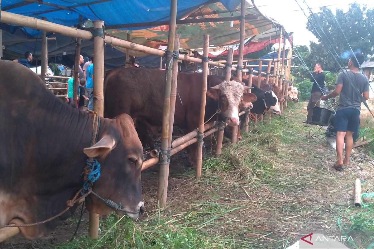 Sudin KPKP  Jakpus musnahkan hati sapi kurban tak layak konsumsi