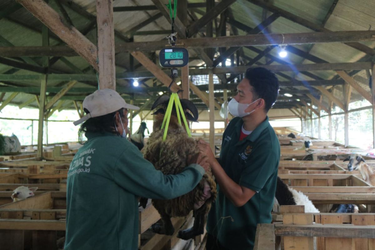 Baznas: Potensi ekonomi kurban capai Rp31,6 triliun