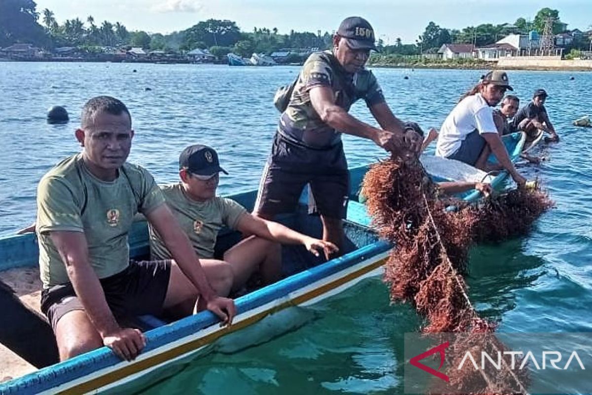 Kodam Pattimura bantu pengembangan rumput laut di Kepulauan Tanimbar