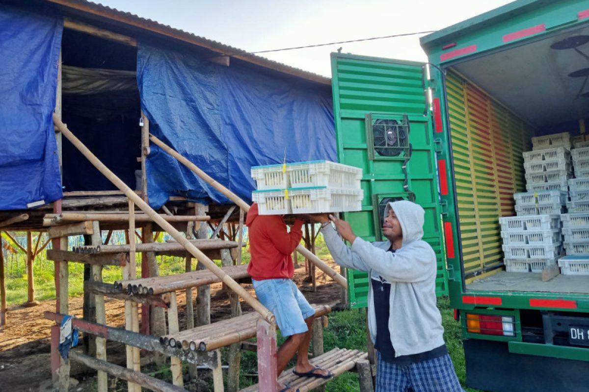 Lapas Atambua tambah 2.200 ekor bibit ayam untuk warga binaan