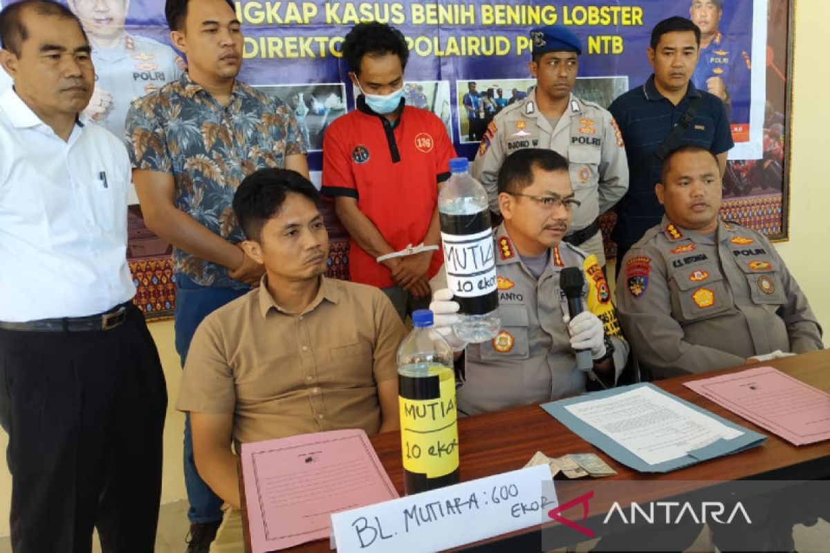 Polairud gagalkan pengiriman 17.160 ekor benih lobster tujuan Jawa