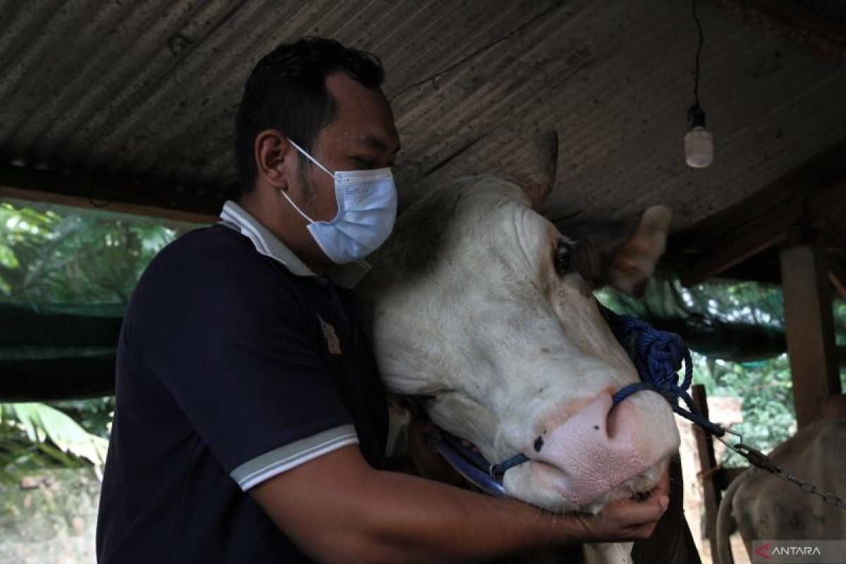 Presiden Jokowi salurkan sapi kurban di dua lokasi Jakarta