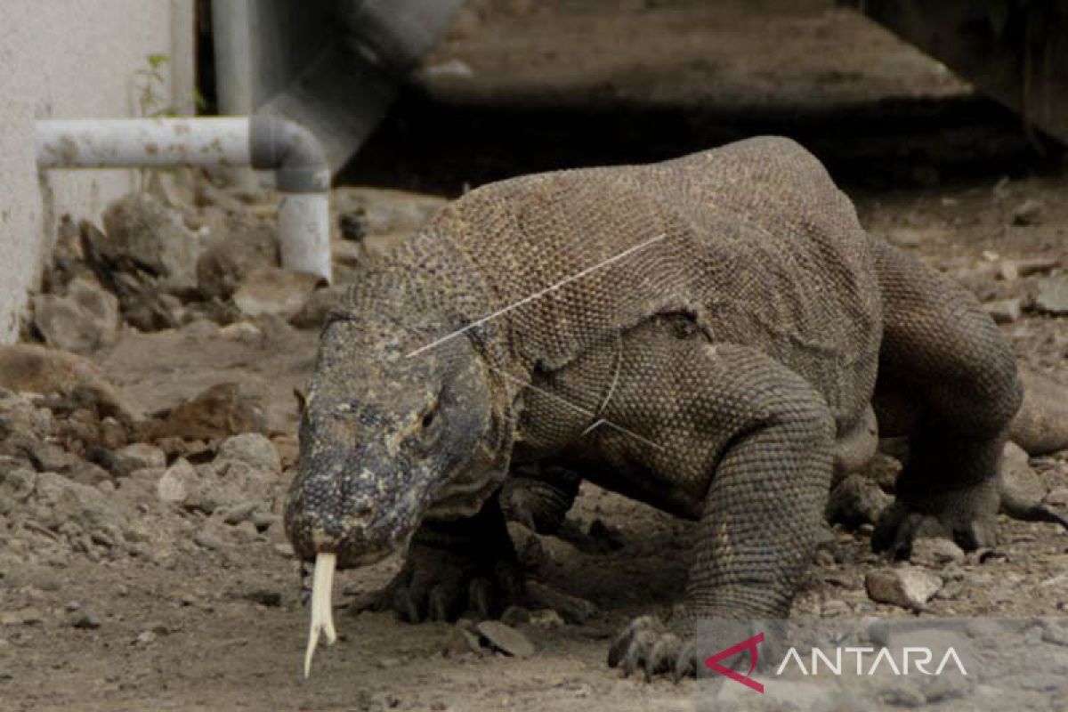 Organisasi pariwisata  tolak kenaikan tarif masuk pulau Komodo