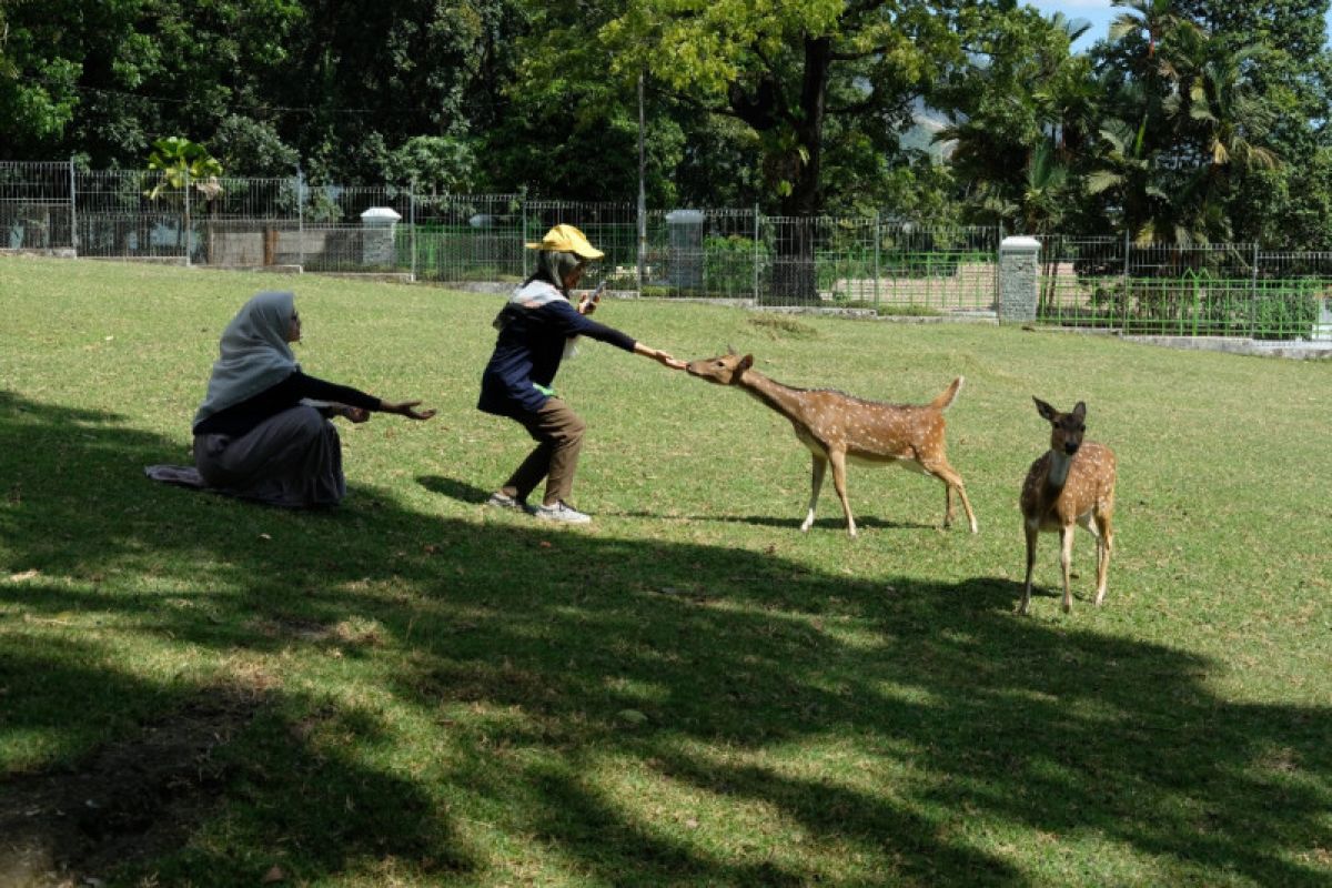 Semen Padang ajak pegiat medsos bertemu rusa peliharaan di penangkaran