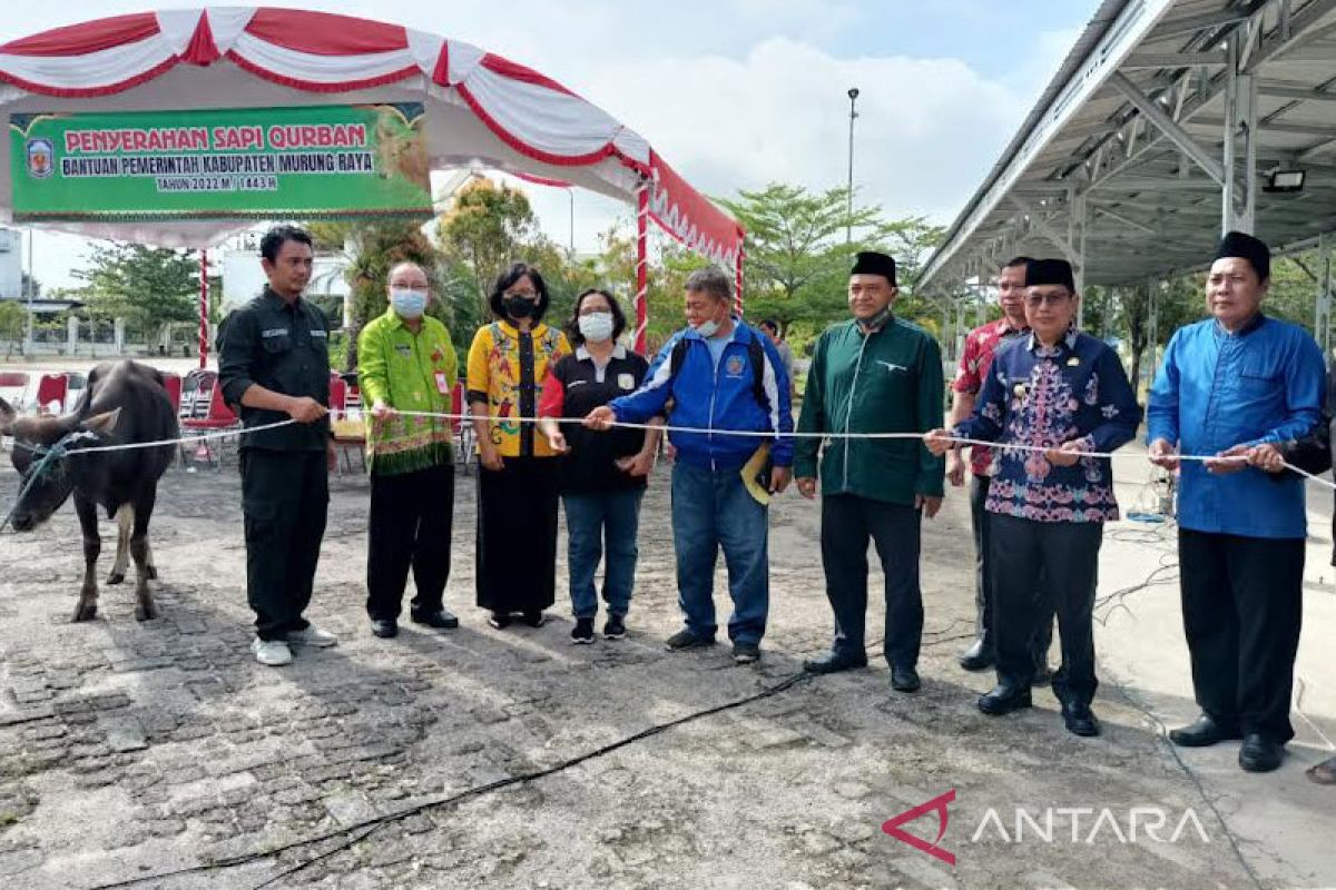 Pemkab Murung Raya salurkan 20 sapi kurban kesepuluh  kecamatan