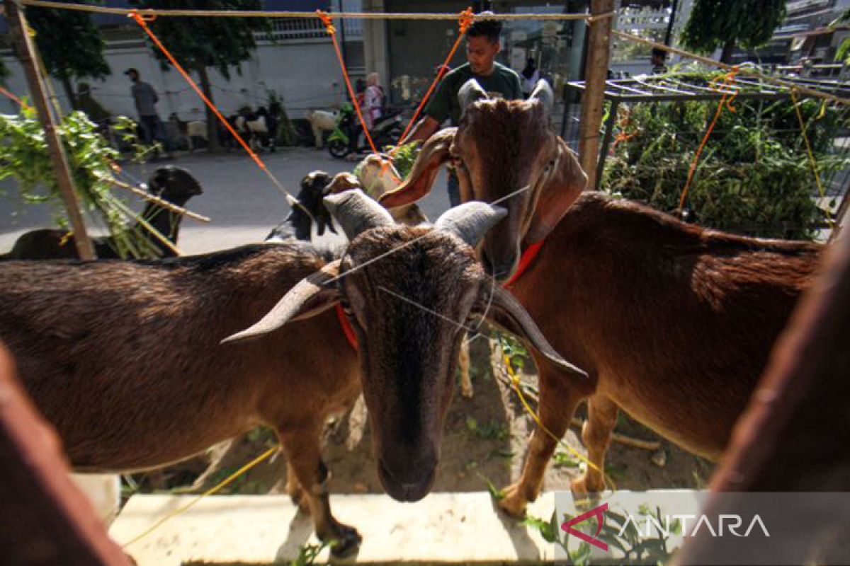 Konsumsi daging kambing di Aceh Barat capai 6.313 ekor setahun