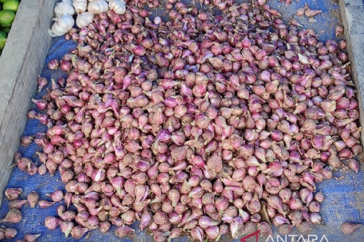Harga bawang merah lokal di Jayapura capai Rp70 ribu per kilo gram