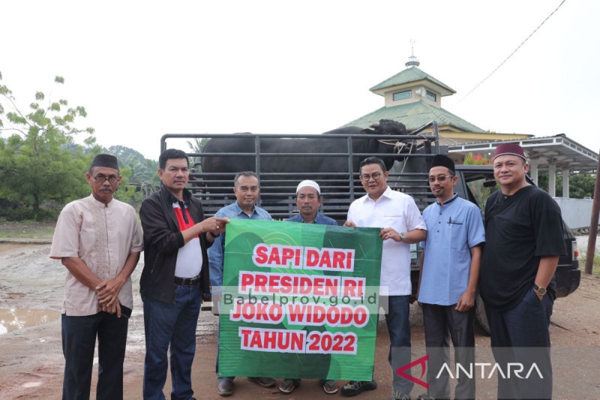 Pemprov Bangka Belitung serahkan sapi kurban Presiden Jokowi ke Bangka Selatan