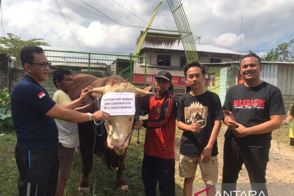 Gubernur NTB menyerahkan sapi kurban seberat satu ton di Lombok Timur