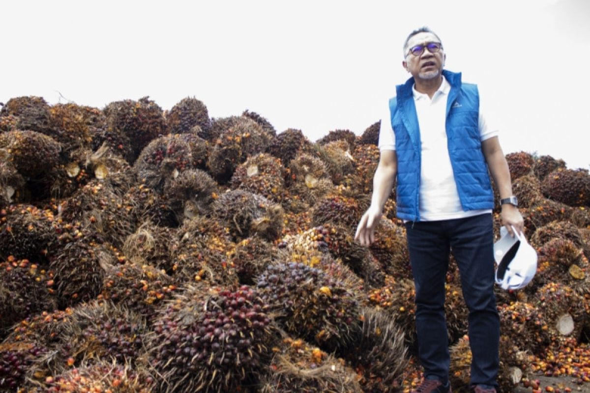 Mendag jamin sawit petani Lampung terserap pabrik pengolahan