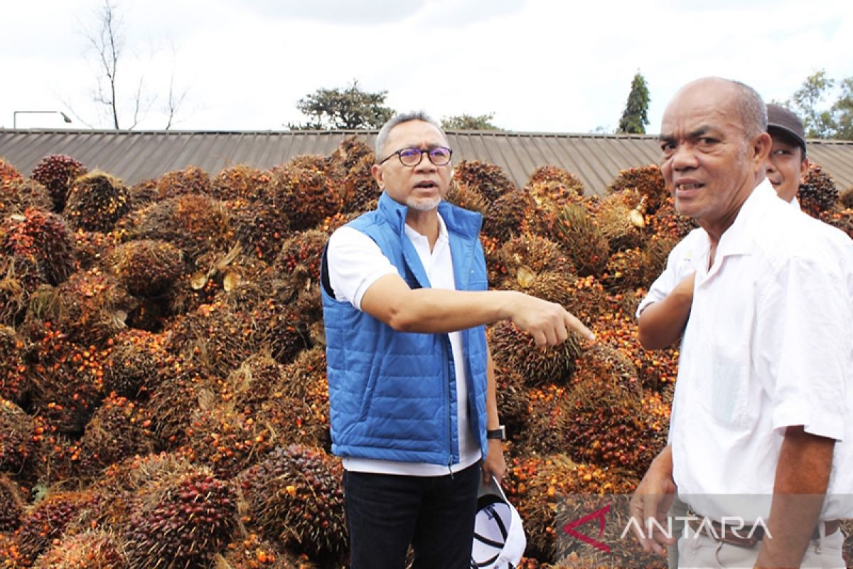 Mendag minta pabrik beli sawit petani minimal Rp1.600 per Kg