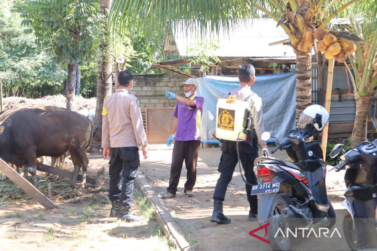 Sasar Kandang Ternak dan Sapi Polres Lotara dan DKP3 Semprotkan Disinfektan