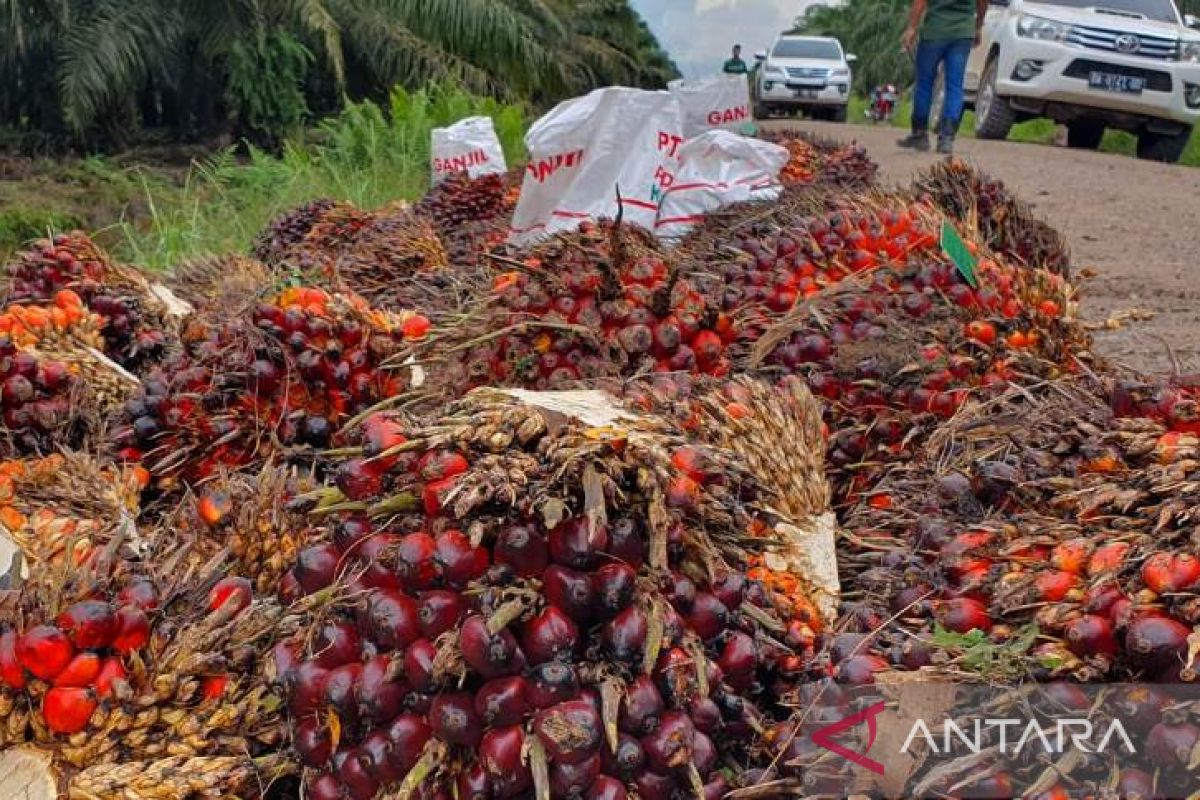 Tanki CPO perusahaan sawit Kalsel nyaris penuh