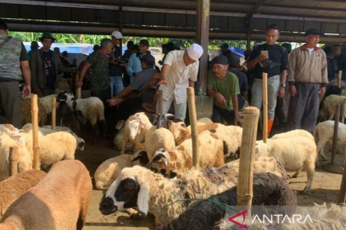 Puluhan ekor sapi di Cianjur mati karena PMK