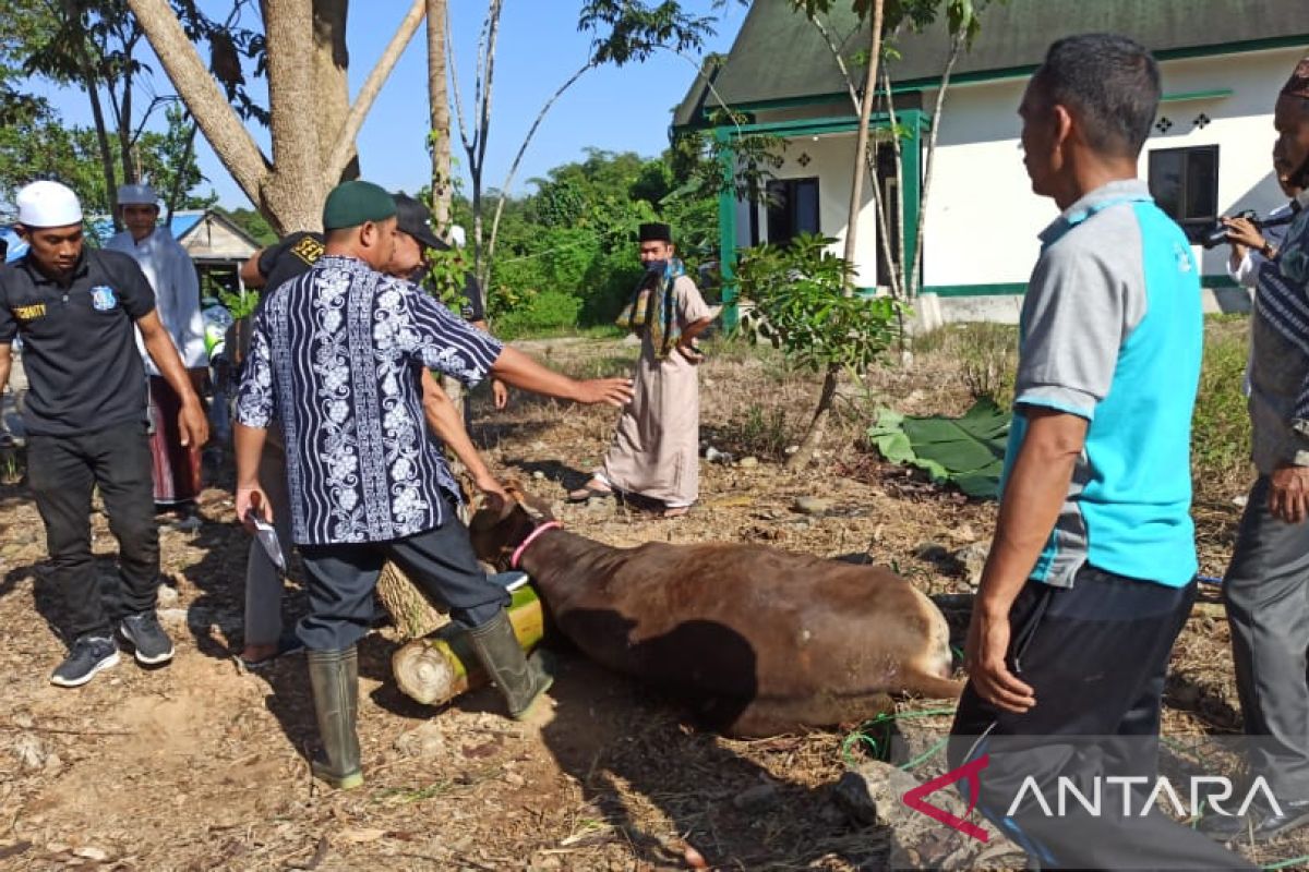 Bupati Balangan hadiri pemotongan hewan kurban