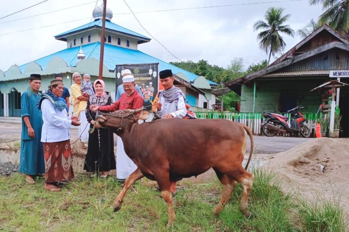 Pemkab Morut  bagikan 14 sapi kurban di seluruh kecamatan