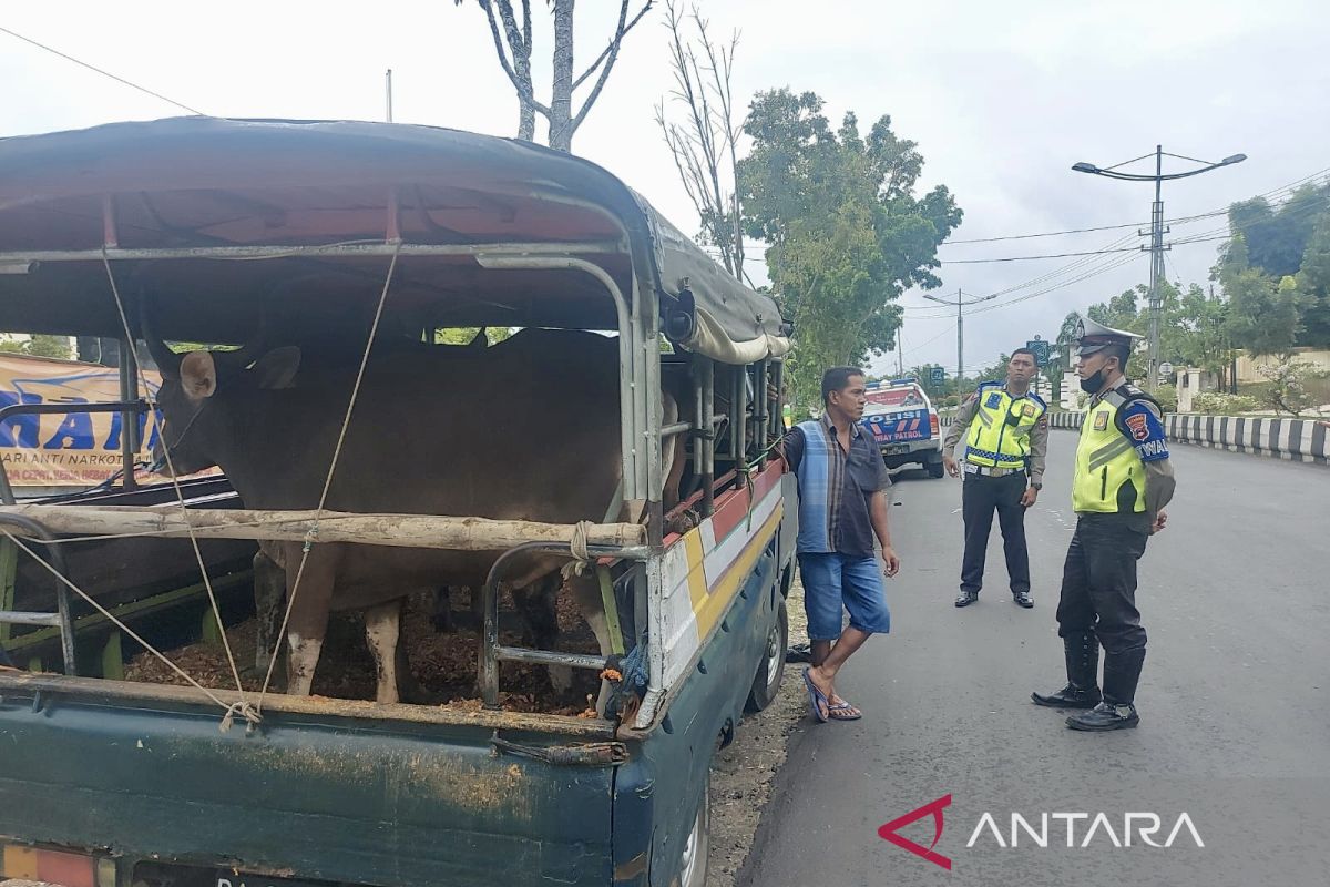 Polres Balangan kembali jaring distribusi hewan ternak