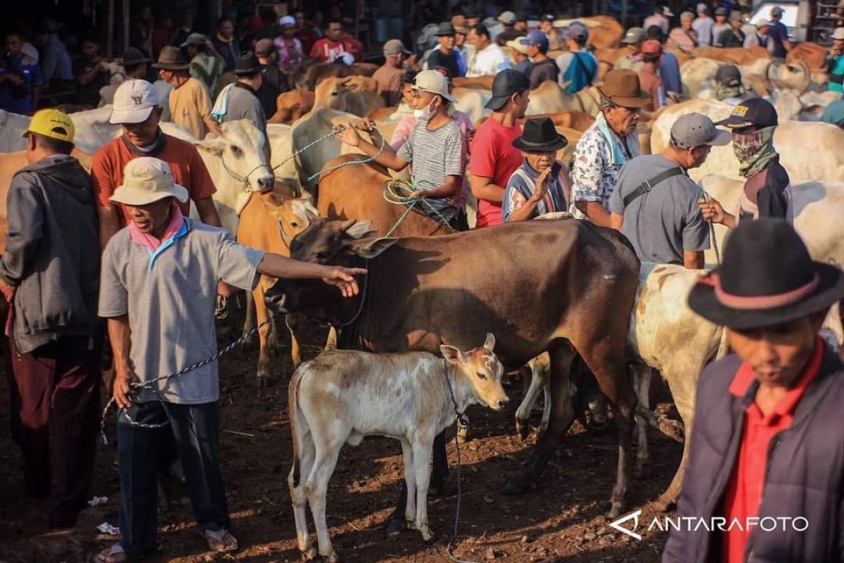 Warga gagal kurban karena ditipu penjual ternak