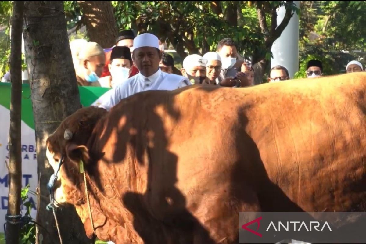 Plh Gubernur serahkan sapi kurban seberat 1 ton ke Masjid Raya Bandung