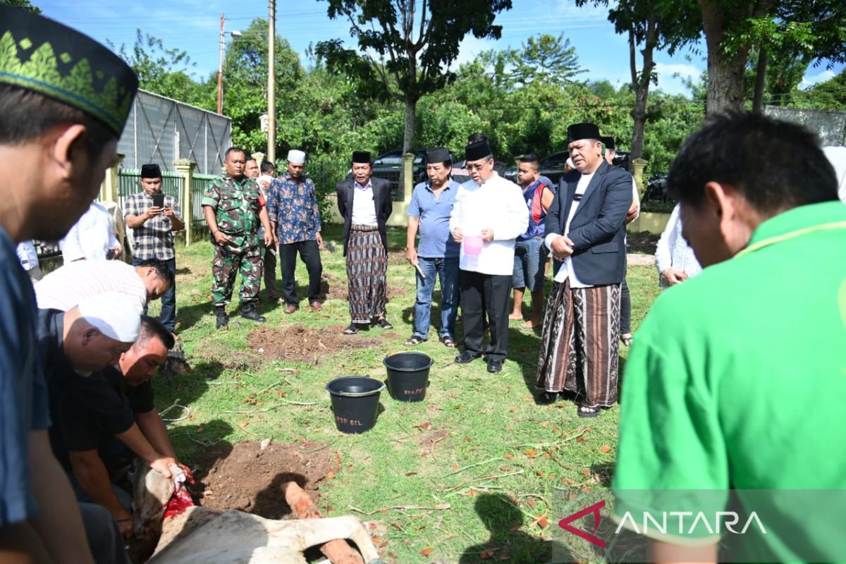 1.353 hewan kurban disebembelih di Kota Padang Sidempuan kondisi sehat