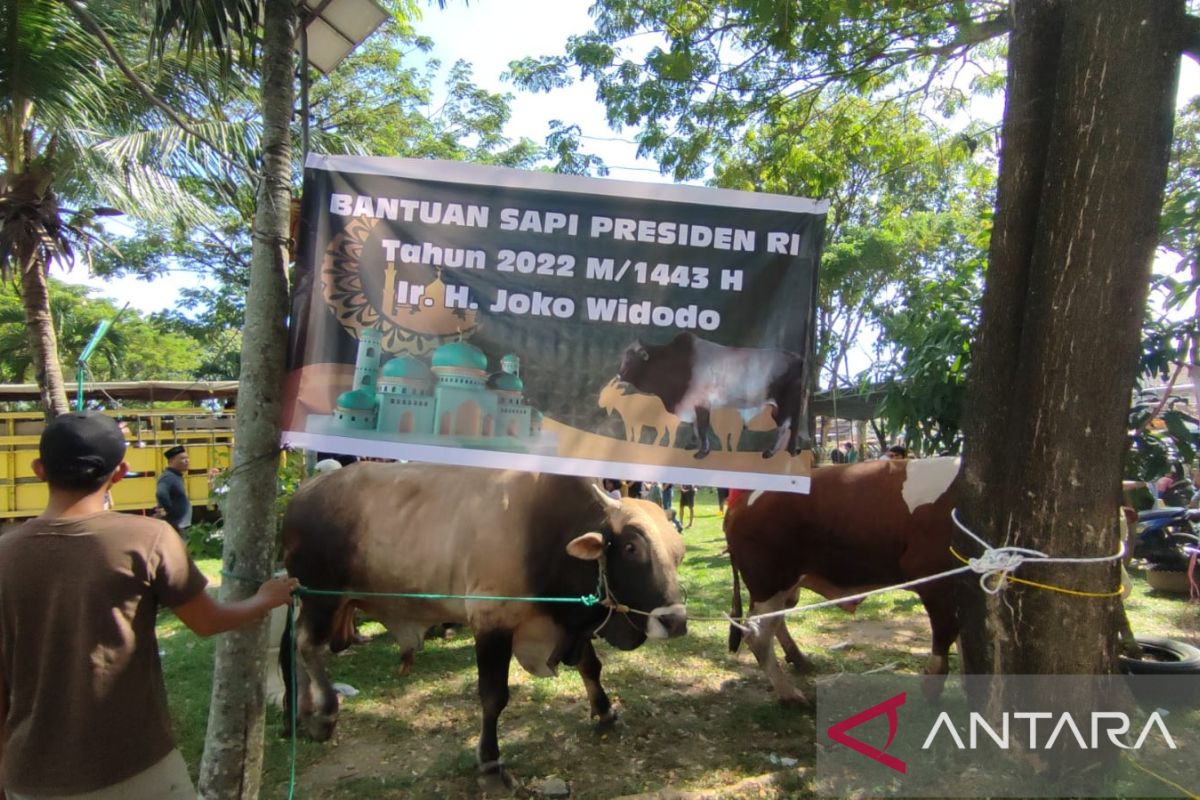 Daging sapi Presiden Jokowi seberat 1,1 ton dibagikan di empat kelurahan di Palembang