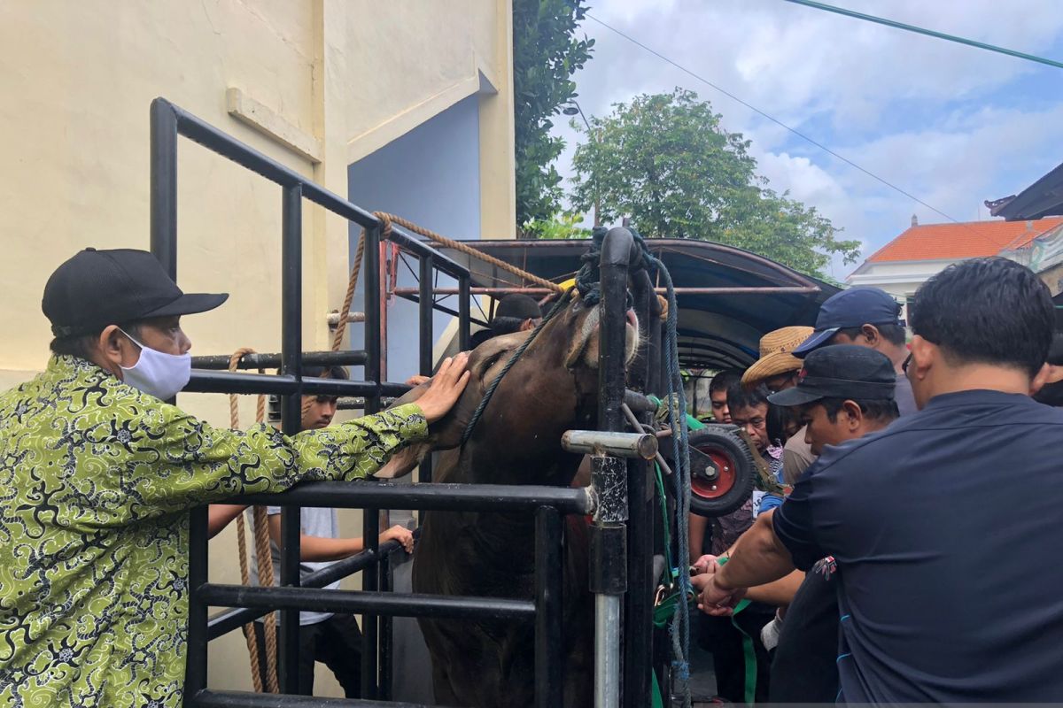 Dokter hewan Unud pastikan sapi kurban LDII bebas PMK