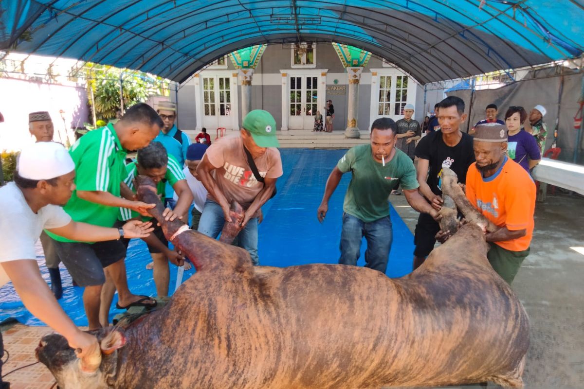 Daging sapi sumbangan Presiden Jokowi dibagikan untuk fakir miskin