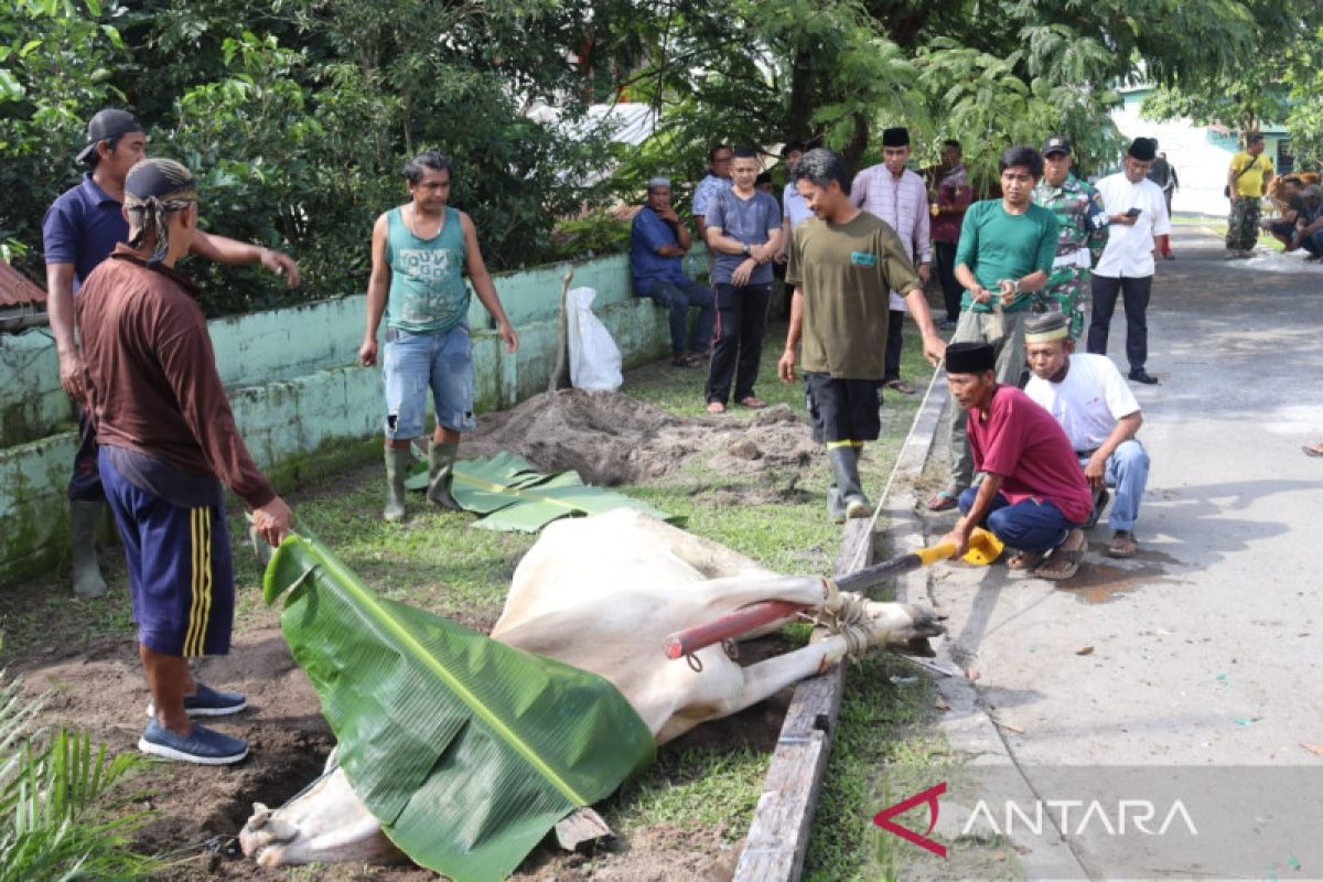 Kodim 0414 Belitung menyembelih 11 ekor hewan kurban