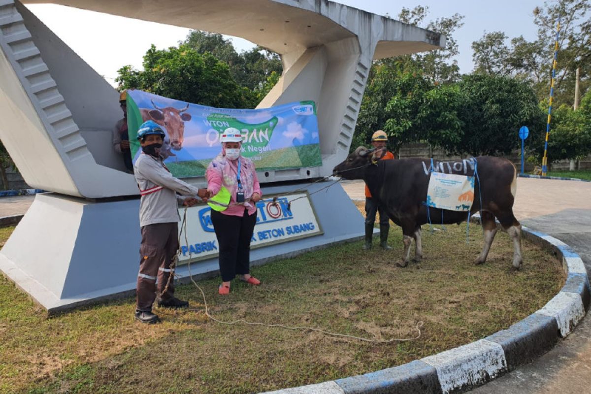 Peringati Idul Adha 1443H, WIKA Group salurkan 381 hewan qurban