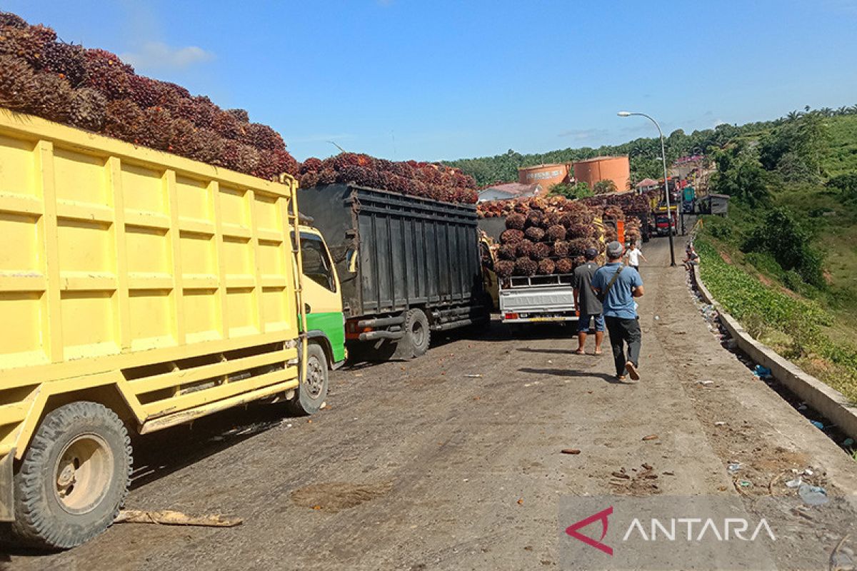 Pabrik sawit di Mukomuko masih tetap beroperasi normal