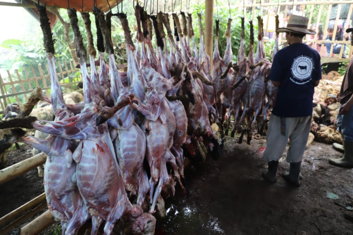 Di Garut, warga satu kampung kurban 800 domba