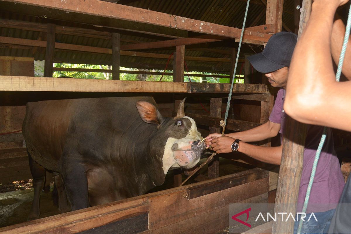 13 sapi di Aceh Timur mati akibat PMK