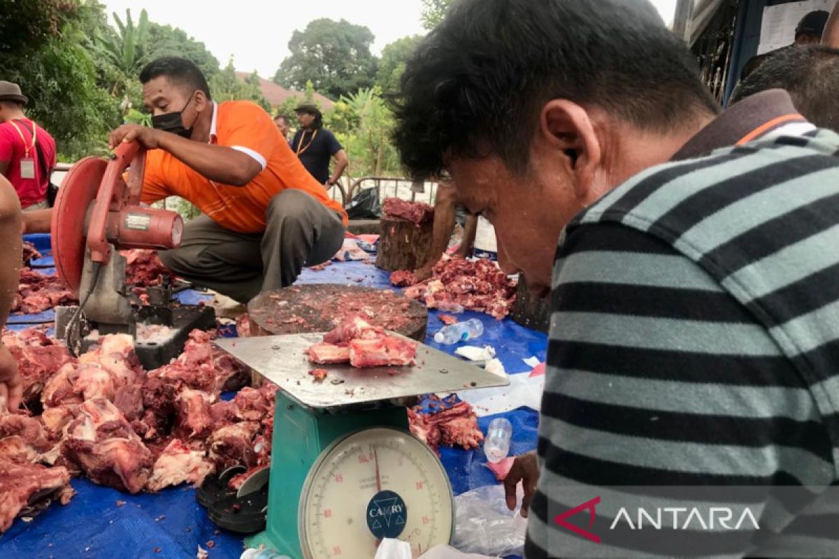 Muhammadiyah di Malaysia kurban puluhan lembu dan kambing di Idul Adha